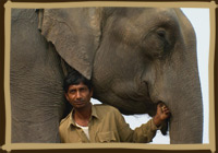 elephant with ranger