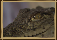 crocodile