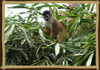 Capucian Monkey