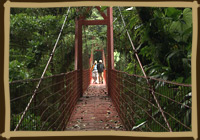 bridge at Monteverde Cloud